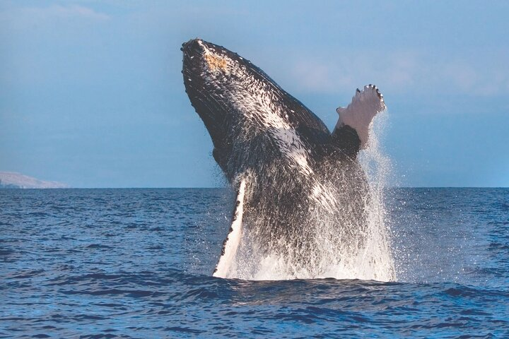 Kona Deluxe Catamaran Whale Watch - Photo 1 of 11
